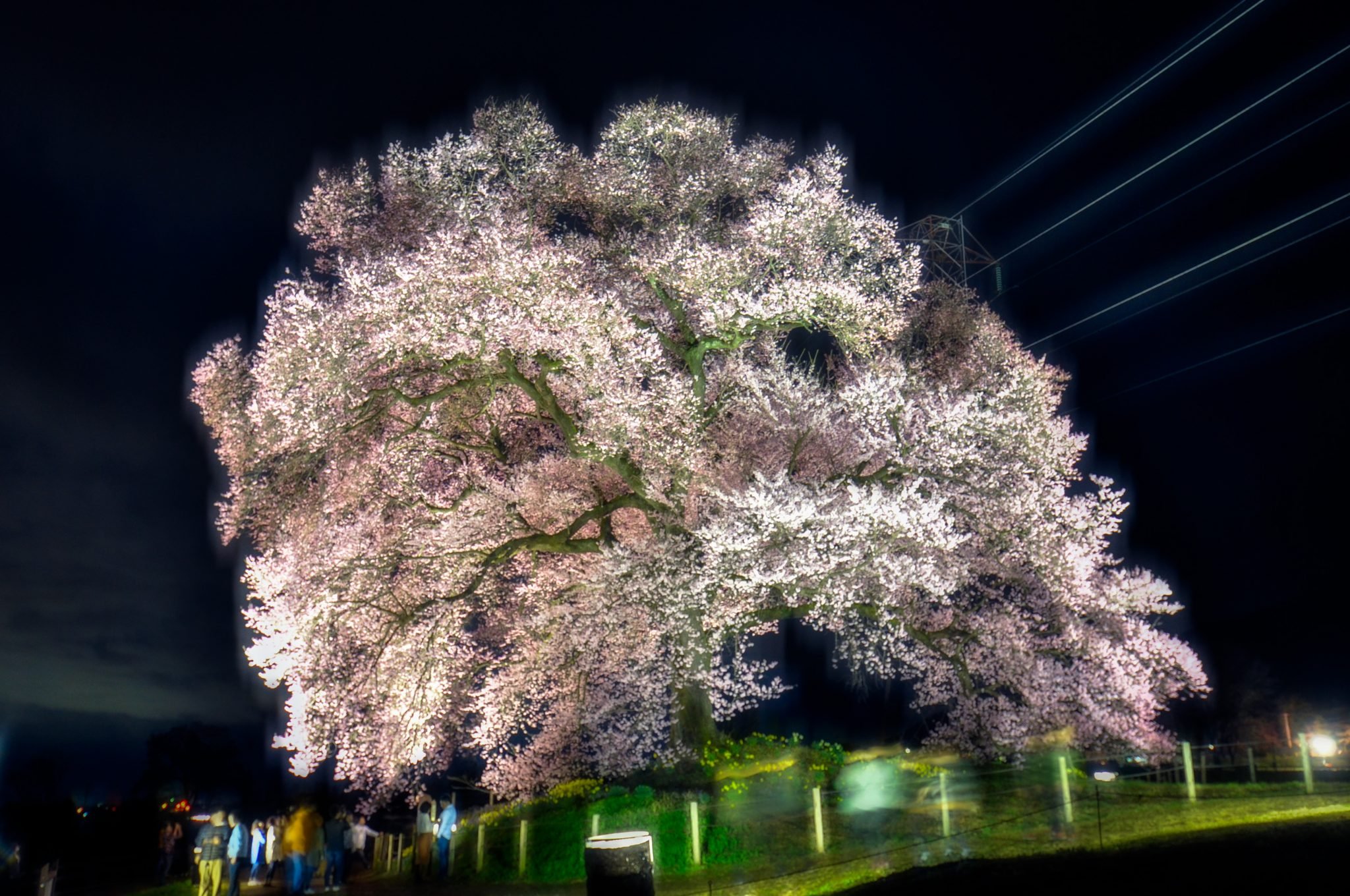 🌸 악어 언덕 벚나무 (와니즈카노사쿠라) 이미지 10